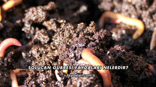 Solucan Gübresi Faydaları Nelerdir?