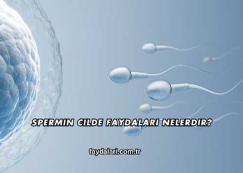 Spermin Cilde Faydaları Nelerdir?