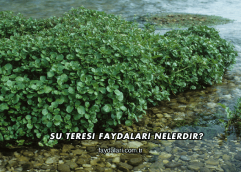 Su Teresi Faydaları Nelerdir?
