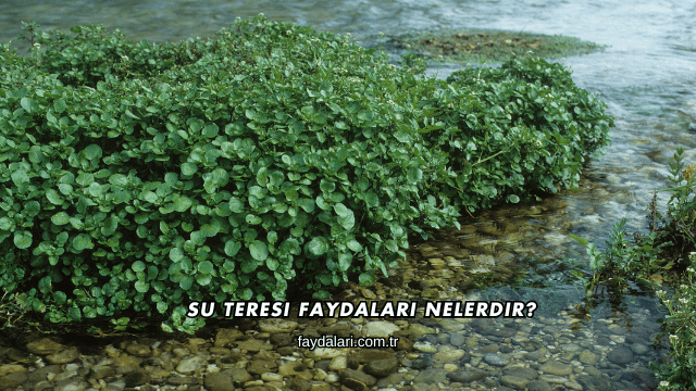 Su Teresi Faydaları Nelerdir?