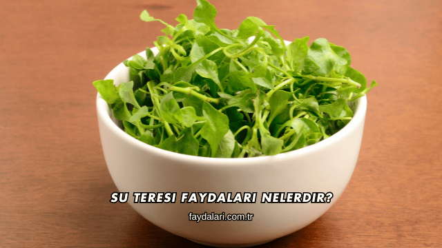 Su Teresi Faydaları Nelerdir?