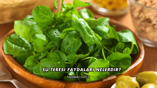 Su Teresi Faydaları Nelerdir?