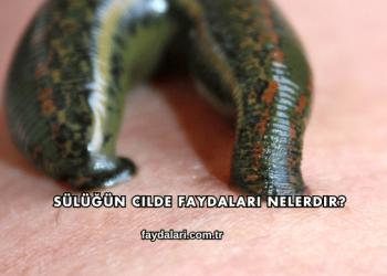 Sülüğün Cilde Faydaları Nelerdir?