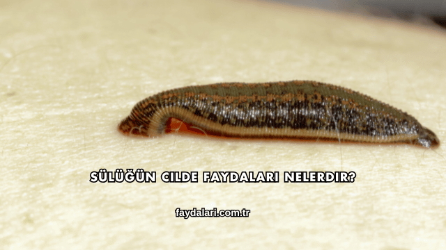 Sülüğün Cilde Faydaları Nelerdir?