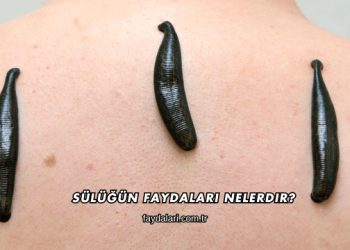 Sülüğün Faydaları Nelerdir?