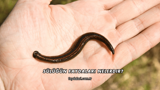 Sülüğün Faydaları Nelerdir?
