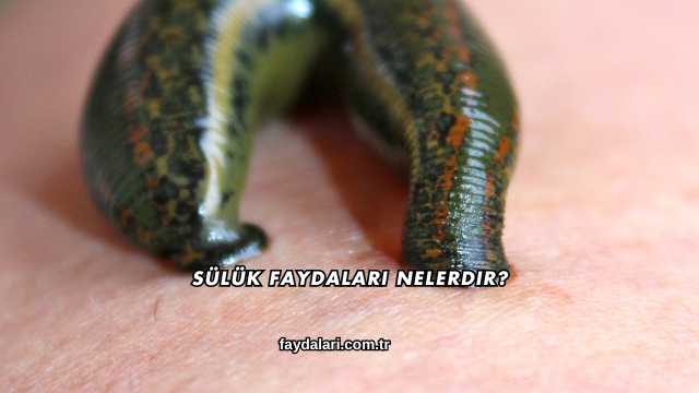 Sülük Faydaları Nelerdir?