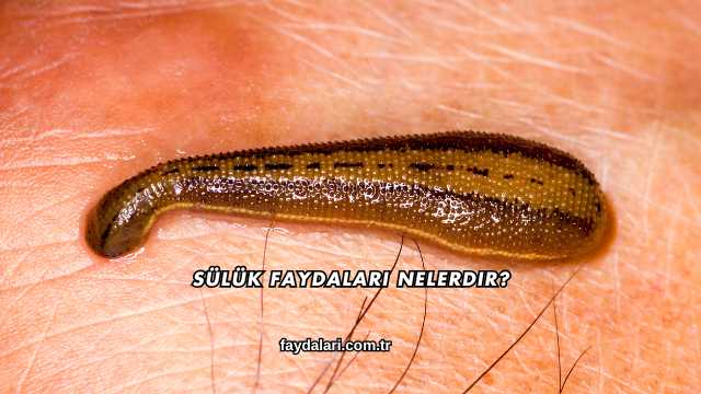 Sülük Faydaları Nelerdir?