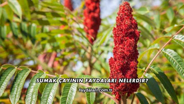 Sumak Çayının Faydaları Nelerdir?