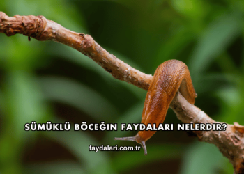 Sümüklü Böceğin Faydaları Nelerdir?