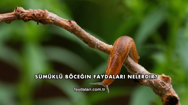 Sümüklü Böceğin Faydaları Nelerdir?