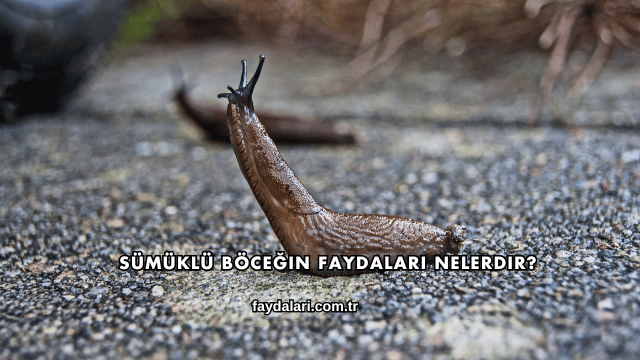 Sümüklü Böceğin Faydaları Nelerdir?