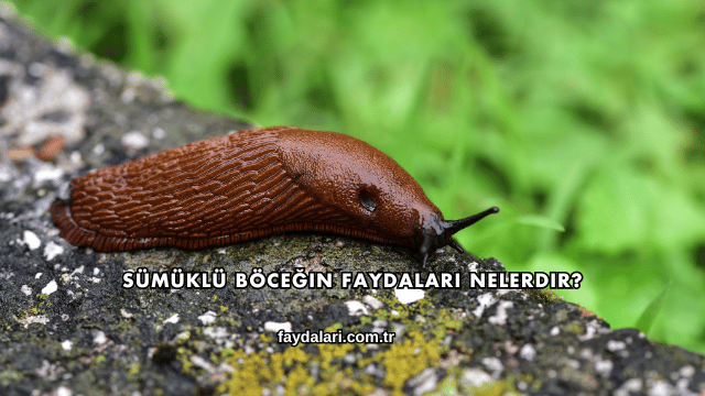 Sümüklü Böceğin Faydaları Nelerdir?