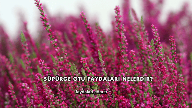 Süpürge Otu Faydaları Nelerdir?