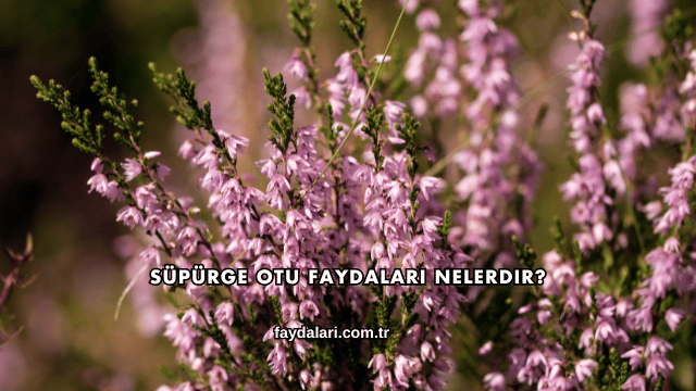 Süpürge Otu Faydaları Nelerdir?