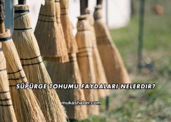 Süpürge Tohumu Faydaları Nelerdir?