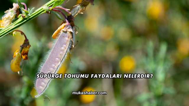 Süpürge Tohumu Faydaları Nelerdir?