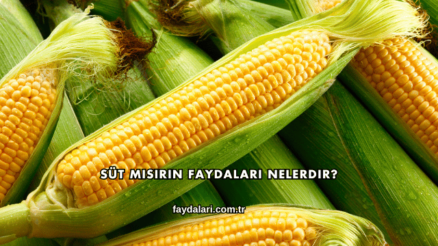 Süt Mısırın Faydaları Nelerdir?