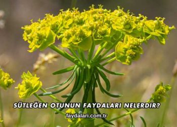 Sütleğen Otunun Faydaları Nelerdir?