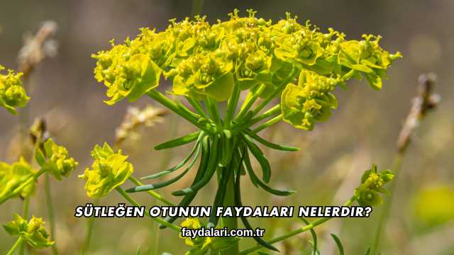 Sütleğen Otunun Faydaları Nelerdir?