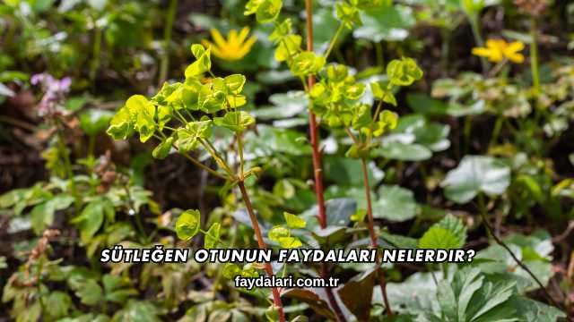 Sütleğen Otunun Faydaları Nelerdir?