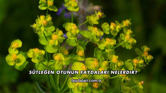 Sütleğen Otunun Faydaları Nelerdir?