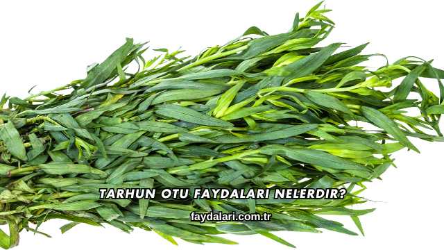 Tarhun Otu Faydaları Nelerdir?