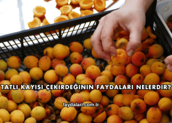 Tatlı Kayısı Çekirdeğinin Faydaları Nelerdir?