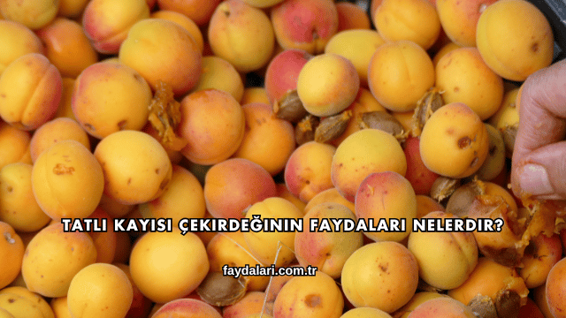 Tatlı Kayısı Çekirdeğinin Faydaları Nelerdir?