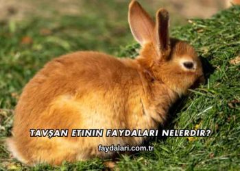 Tavşan Etinin Faydaları Nelerdir?