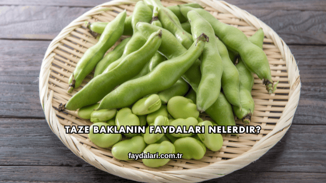 Taze Baklanın Faydaları Nelerdir?