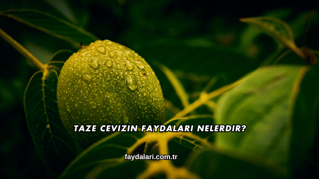 Taze Cevizin Faydaları Nelerdir?