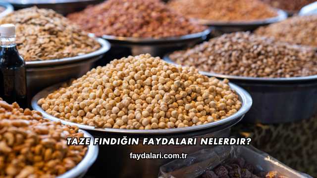 Taze Fındığın Faydaları Nelerdir?
