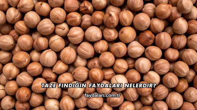 Taze Fındığın Faydaları Nelerdir?
