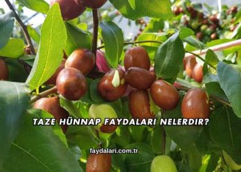 Taze Hünnap Faydaları Nelerdir?