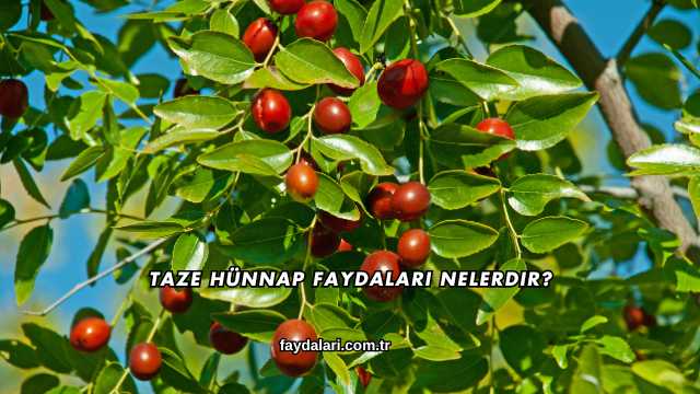 Taze Hünnap Faydaları Nelerdir?