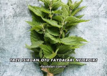 Taze Isırgan Otu Faydaları Nelerdir?