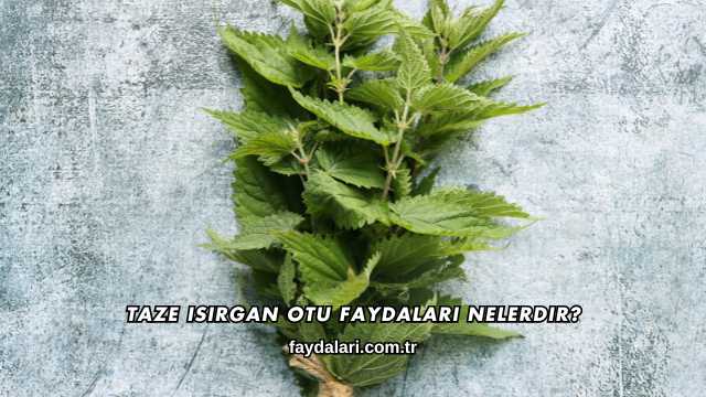 Taze Isırgan Otu Faydaları Nelerdir?