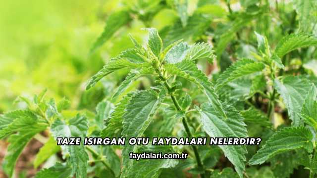 Taze Isırgan Otu Faydaları Nelerdir?