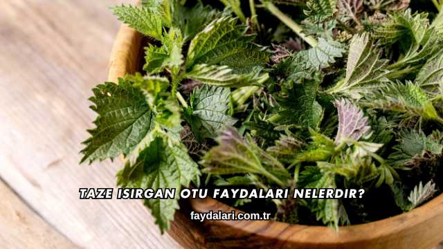 Taze Isırgan Otu Faydaları Nelerdir?