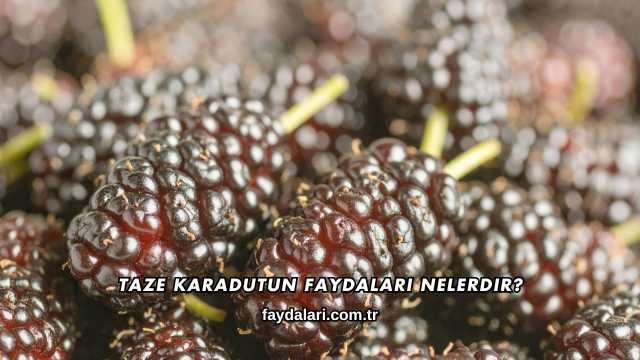 Taze Karadutun Faydaları Nelerdir?
