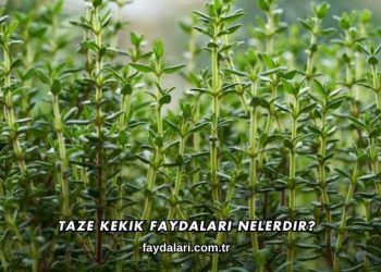 Taze Kekik Faydaları Nelerdir?