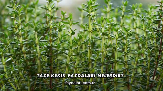 Taze Kekik Faydaları Nelerdir?