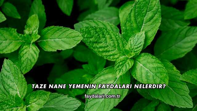 Taze Nane Yemenin Faydaları Nelerdir?