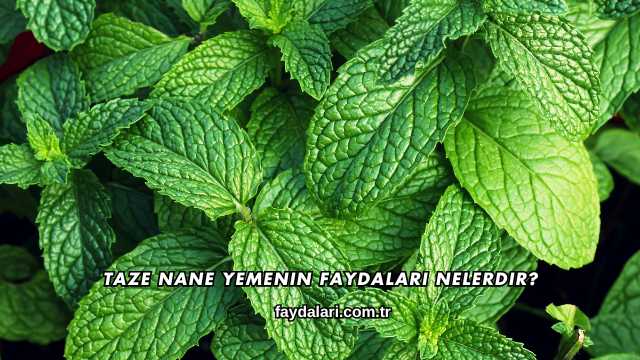 Taze Nane Yemenin Faydaları Nelerdir?