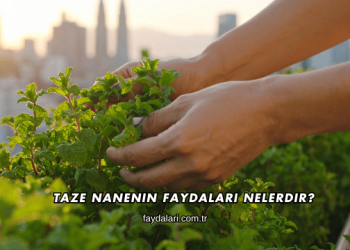 Taze Nanenin Faydaları Nelerdir?