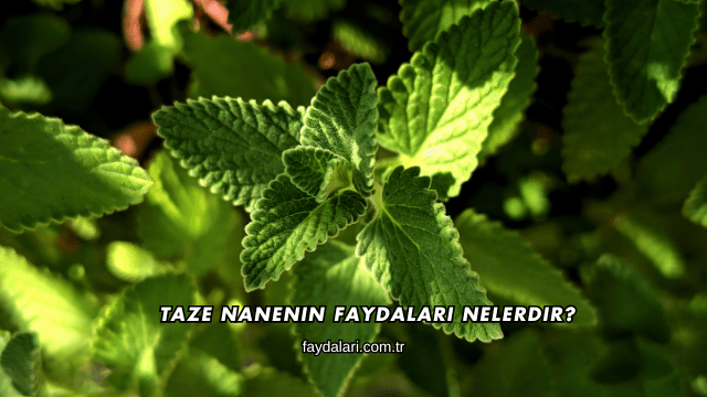 Taze Nanenin Faydaları Nelerdir?