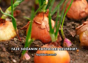 Taze Soğanın Faydaları Nelerdir?