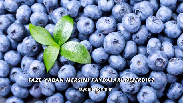 Taze Yaban Mersini Faydaları Nelerdir?