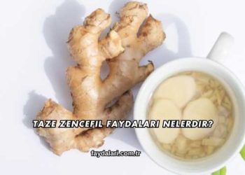 Taze Zencefil Faydaları Nelerdir?